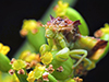 jagged ambush bug (Phymata sp.)