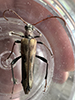 ladder-marked longhorn beetle