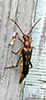 ladder-marked longhorn beetle