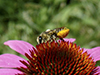 leafcutter, mortar, or resin bee (Megachile sp.)