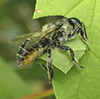 leafcutter, mortar, or resin bee (Megachile sp.)