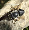 leafcutter, mortar, or resin bee (Megachile sp.)