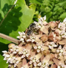 leafcutter, mortar, or resin bee (Megachile sp.)