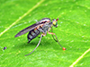 longlegged fly