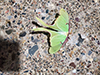 luna moth