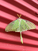 luna moth