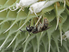 metallic sweat bee