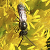 metallic sweat bee