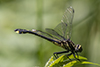 midland clubtail