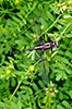 midland clubtail