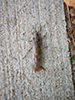 Midwestern salmonfly