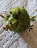 mossy rose gall wasp