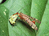 mottled scorpionfly