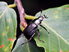 Oriental beetle