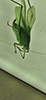 oblong-winged katydid