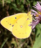 Orange Sulphur