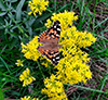 Painted Lady