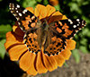 Painted Lady