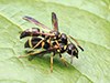 perennial mason wasp