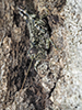 pine tree spur-throat grasshopper