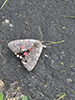 pink underwing