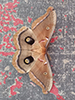polyphemus moth