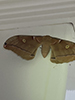 polyphemus moth