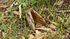 polyphemus moth