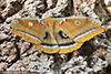polyphemus moth