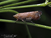 privet leafhopper