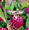 red-legged grasshopper