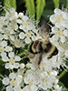 rusty-patched bumble bee