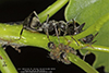 silky field ant silky field ant