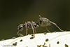 silky field ant silky field ant
