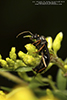 silky field ant silky field ant