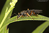 silky field ant silky field ant