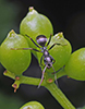 silky field ant