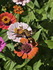 snowberry clearwing