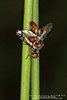 soybean nodule fly soybean nodule fly