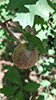 spongy oak apple gall wasp