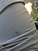 stilt-legged fly