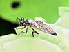 stripe-legged robber fly