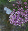 Summer Azure
