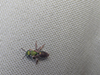 Texas striped sweat bee