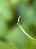 ten-spotted spurleg