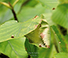 tortricid leafroller moth