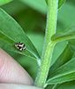 twenty-spotted lady beetle