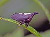 two-marked treehopper