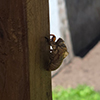 Typical Cicada (Family Cicadidae)