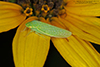 typical leafhopper (Gyponana sp.)